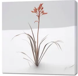 obraz-100x100cm-subtelnosc-natury