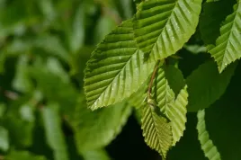 grab-sadzonki-na-zywoplot-siewka-40-60cm-carpinus-betulus