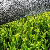 herbata-japonska-sencha-tradycyjna-stan-nowy