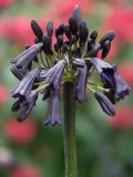 lilia-agapant-black-magic-c2-rodzaj-rosliny-inny-roslina-w-postaci-sadzonka-w-pojemniku-2-3l