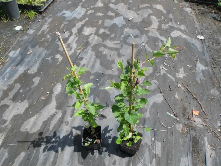 rdestowka-rdest-auberta-fallopia-aubertii-p9-rodzaj-rosliny-inny-roslina-w-postaci-sadzonka-w-pojemniku-05-1l