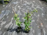 rdestowka-rdest-auberta-fallopia-aubertii-p9-rodzaj-rosliny-inny-roslina-w-postaci-sadzonka-w-pojemniku-05-1l