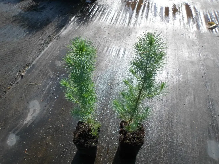 sosna-pinia-pinus-pinea-p9-roslina-w-postaci-sadzonka-w-pojemniku-05-1l