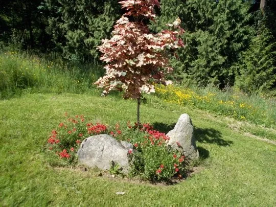 klon-jawor-eskimo-sunset-40-60cm-rodzaj-rosliny-klony-roslina-w-postaci-sadzonka-w-pojemniku-1-2l