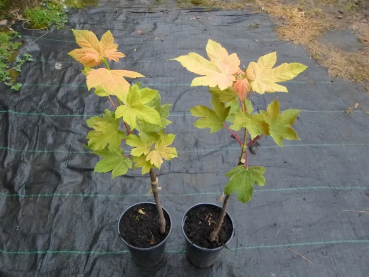 klon-jawor-eskimo-sunset-40-60cm-roslina-w-postaci-sadzonka-w-pojemniku-1-2l-rodzaj-rosliny-klony