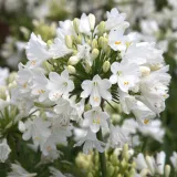 lilia-agapant-ever-white-c2