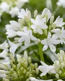 lilia-agapant-ever-white-c2-rodzaj-rosliny-liliowce
