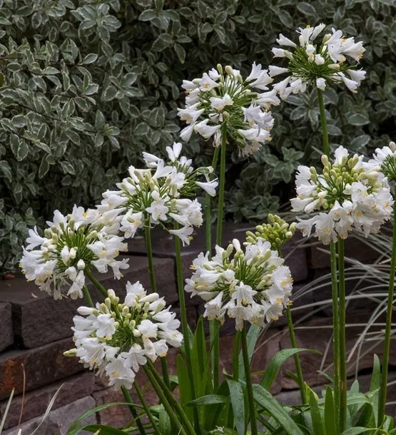 lilia-agapant-ever-white-c2-roslina-w-postaci-sadzonka-w-pojemniku-2-3l
