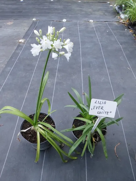 lilia-agapant-ever-white-c2-roslina-w-postaci-sadzonka-w-pojemniku-2-3l