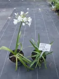 lilia-agapant-ever-white-c2-roslina-w-postaci-sadzonka-w-pojemniku-2-3l