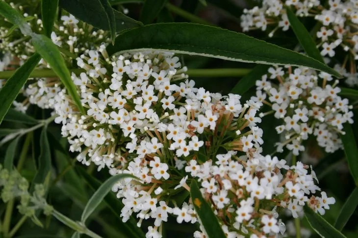 budleja-biala-white-profusion-p9-roslina-w-postaci-sadzonka-w-pojemniku-05-1l