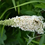 budleja-biala-white-profusion-p9-rodzaj-rosliny-inny-roslina-w-postaci-sadzonka-w-pojemniku-05-1l