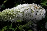 budleja-biala-white-profusion-p9-roslina-w-postaci-sadzonka-w-pojemniku-05-1l-rodzaj-rosliny-inny