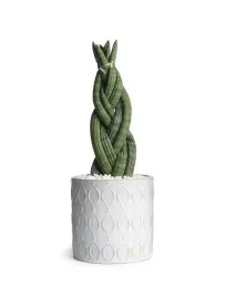 sansevieria-cylindrica-sansewieria-warkocz-24cm-p9