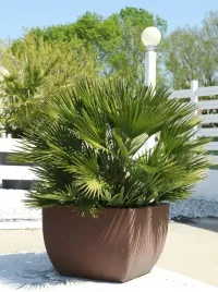 palma-trachycarpus-fortunei-45-cm-p15