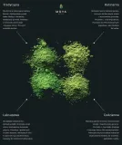 moya-matcha-codzienna-50g-stan-opakowania-oryginalne