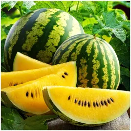 arbuz-luteo-f1-zolty-soczysty-plenny-nasiona-7-szt