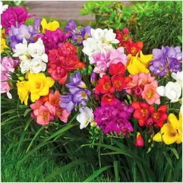 frezja-pelna-zestaw-mix-freesia-double-pachnaca-cebulki-20-szt-gratis