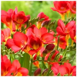 frezja-pelna-czerwona-freesia-double-pachnaca-cebulki-20-szt-gratis