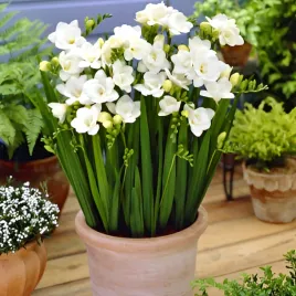 frezja-pelna-biala-freesia-double-pachnaca-cebulki-20-szt-gratis