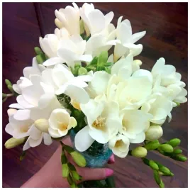 frezja-pelna-biala-freesia-double-pachnaca-cebulki-20-szt-gratis