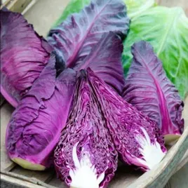 kapusta-glowiasta-czerwona-kalibos-stozkowa-nasiona-1g