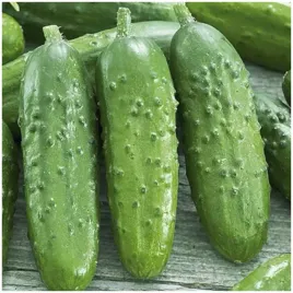 ogorek-konserwowy-orfeus-f1-nasiona-2g