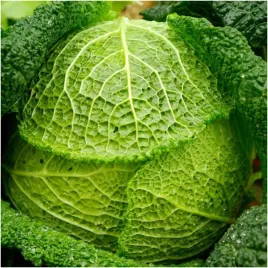 kapusta-wloska-blistra-mieszaniec-f1-nasiona-05g