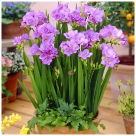 frezja-pelna-purpurowa-fioletowa-freesia-double-cebulki-20-szt-gratis