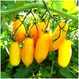 pomidor-karlowy-banana-legs-wydluzone-owoce-bardzo-plenny-nasiona-05-g