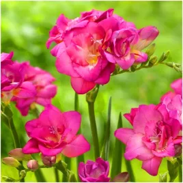 frezja-pelna-rozowa-freesia-double-pachnaca-cebulki-20-szt-gratis