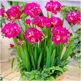 frezja-pelna-rozowa-freesia-double-pachnaca-cebulki-10-szt-gratis