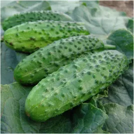 ogorek-konserwowy-corveta-mieszaniec-f1-nasiona-3g