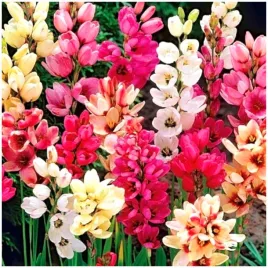 iksja-ixia-cebulki-ogrodowa-zestaw-mix-kolorow-50-szt-gratis