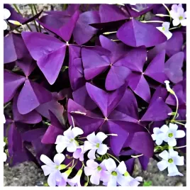 szczawik-trojkatny-purpurowy-cebulki-oxalis-triangularis-10-szt-gratis