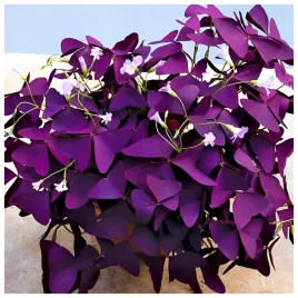 szczawik-trojkatny-purpurowy-cebulki-oxalis-triangularis-10-szt-gratis
