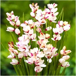 iksja-ixia-ogrodowa-spotlight-cebulki-50-szt-prezent