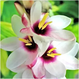 iksja-ixia-ogrodowa-spotlight-cebulki-10-szt-prezent