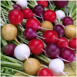 rzodkiewka-mieszanka-odmian-nasiona-3g