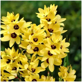 iksja-ixia-cebulki-ogrodowa-yellow-emperor-10-szt-gratis