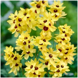 iksja-ixia-cebulki-ogrodowa-yellow-emperor-50-szt-gratis