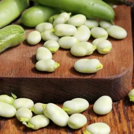 bob-windsor-bialy-srednio-wczesny-bardzo-plenny-duze-nasiona-20-g