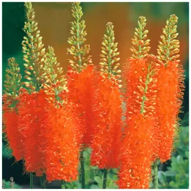 eremurus-pustynnik-himalajski-cleopatra-klacza-3-szt-gratis