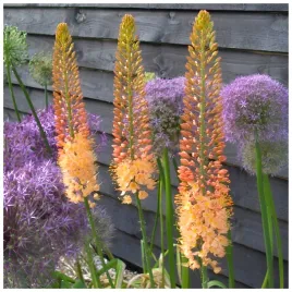 eremurus-pustynnik-himalajski-cleopatra-klacza-1-szt-gratis