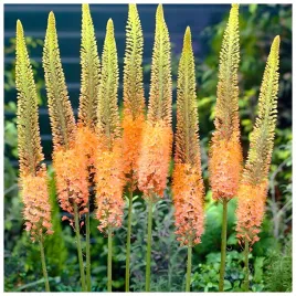 eremurus-pustynnik-himalajski-cleopatra-klacza-1-szt-gratis