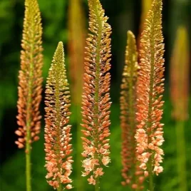 eremurus-pustynnik-himalajski-cleopatra-klacza-1-szt-gratis