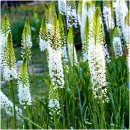 pustynnik-eremurus-bialy-line-dance-klacza-3-szt-gratis