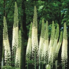 pustynnik-eremurus-bialy-line-dance-klacza-3-szt-gratis