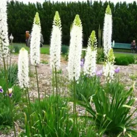 pustynnik-eremurus-bialy-line-dance-klacza-1-szt-gratis