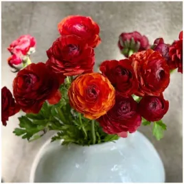 jaskier-perski-ranunculus-cioccolato-cebulki-10-szt-gratis